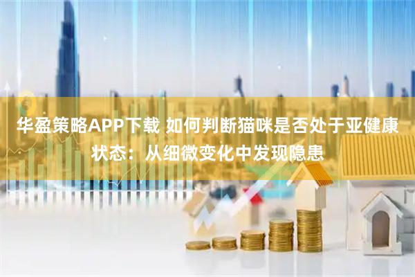 华盈策略APP下载 如何判断猫咪是否处于亚健康状态：从细微变化中发现隐患